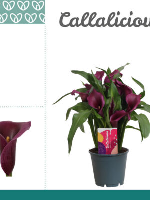 Zantedeschia