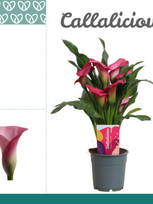 Zantedeschia