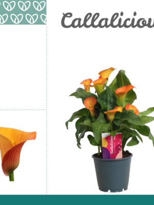 Zantedeschia