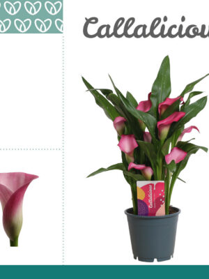 Zantedeschia
