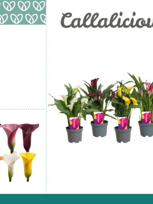 Zantedeschia mix