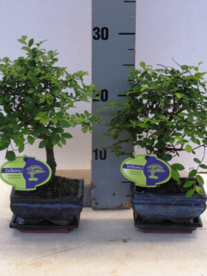 Zelkova parvifolia - Vaxtinredarna.se