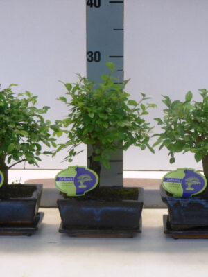 Zelkova parvifolia - Vaxtinredarna.se