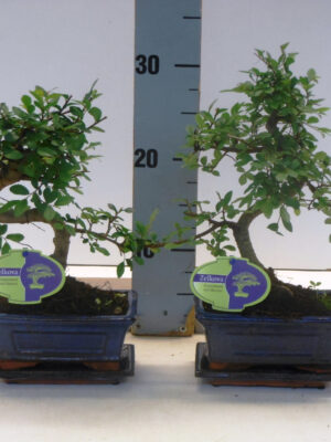 Zelkova parvifolia - Vaxtinredarna.se