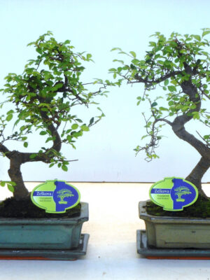 Zelkova parvifolia - Vaxtinredarna.se