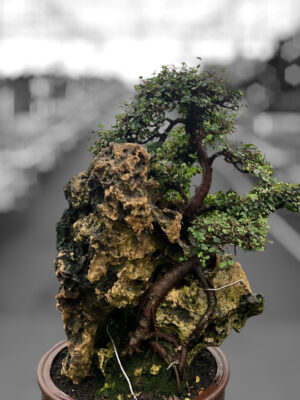 Zelkova parvifolia - Vaxtinredarna.se