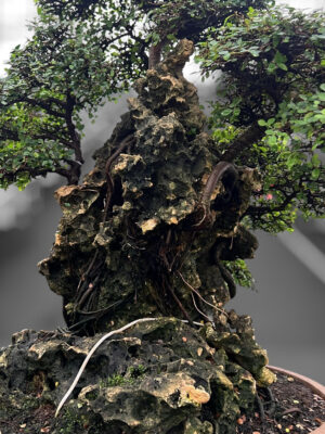 Zelkova parvifolia - Vaxtinredarna.se