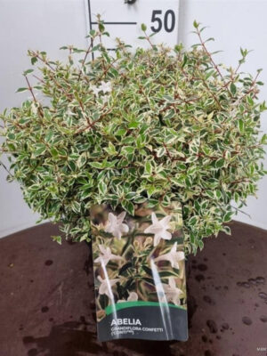 Abelia grandiflora 'Confetti'