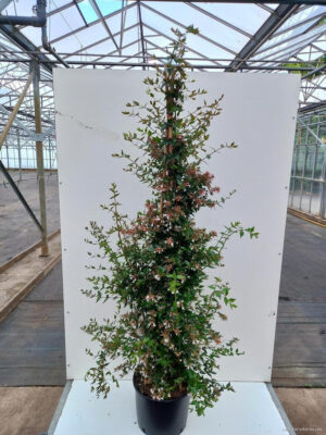 Abelia grandiflora - Vaxtinredarna.se