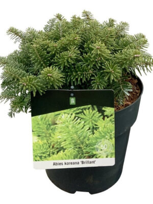 Abies koreana 'Brillant' - Vaxtinredarna.se