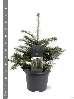 Abies koreana - Vaxtinredarna.se