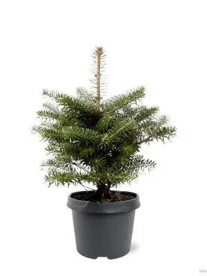 Abies koreana - Vaxtinredarna.se