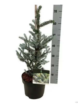 Abies koreana 'Silberlocke' - Vaxtinredarna.se