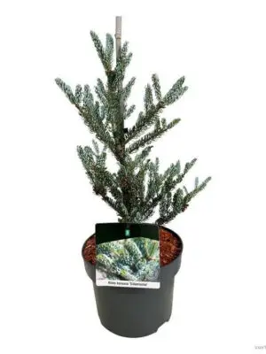 Abies koreana 'Silberlocke' - Vaxtinredarna.se