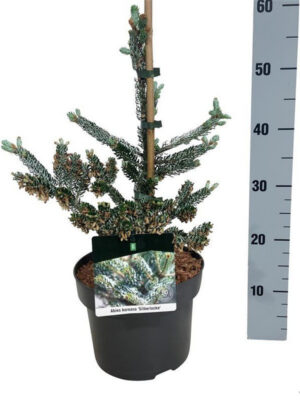 Abies koreana 'Silberlocke' - Vaxtinredarna.se