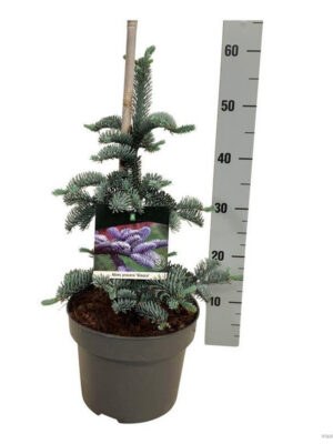 Abies procera 'Glauca' - Vaxtinredarna.se