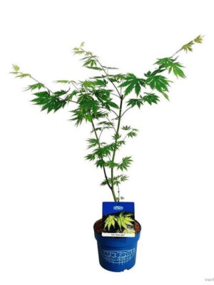Acer 'Arctic Jade' - Vaxtinredarna.se
