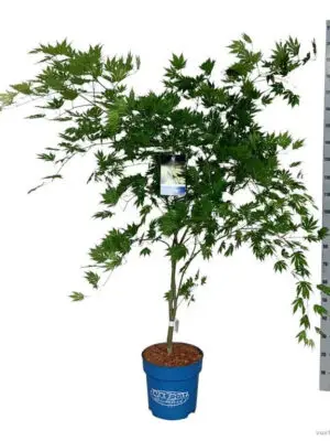 Acer 'Arctic Jade' - Vaxtinredarna.se