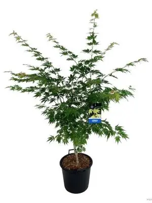 Acer 'Arctic Jade'