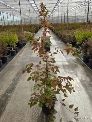 Acer conspicuum 'Esk Flamingo' - Vaxtinredarna.se