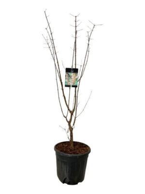Acer griseum - Vaxtinredarna.se