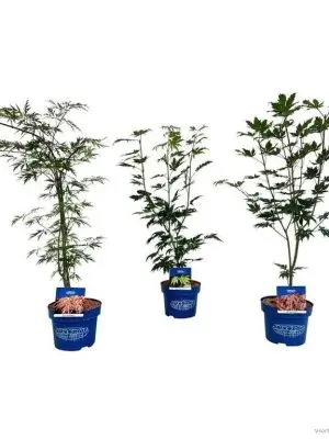 Acer 'Ice Dragon' - Vaxtinredarna.se