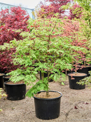 Acer jap. 'Aconitifolium' (120-180) - Vaxtinredarna.se