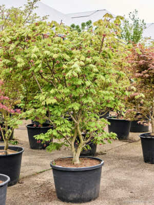 Acer jap. 'Aconitifolium' - Vaxtinredarna.se
