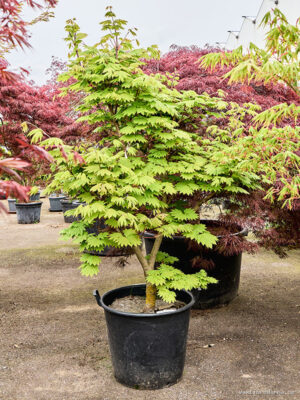 Acer jap. 'Vitifolium' - Vaxtinredarna.se