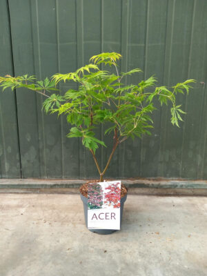 Acer japonicum 'Aconitifolium'