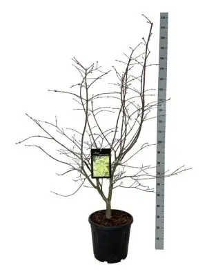 Acer japonicum 'Aconitifolium'