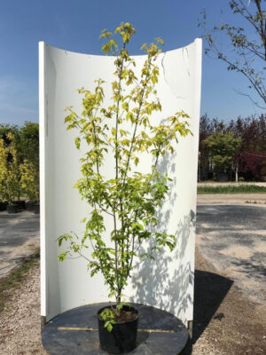 Acer negundo 'Flamingo'