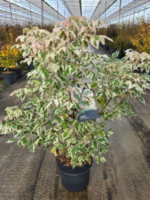 Acer negundo 'Flamingo' - Vaxtinredarna.se