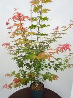 Acer 'North Wind' - Vaxtinredarna.se