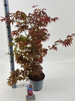 Acer palmatum 'Atropurpureum'