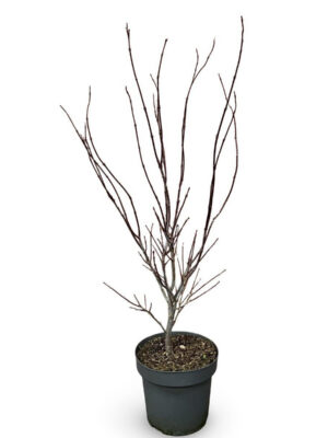Acer palmatum 'Atropurpureum'