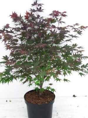 Acer palmatum 'Atropurpureum'