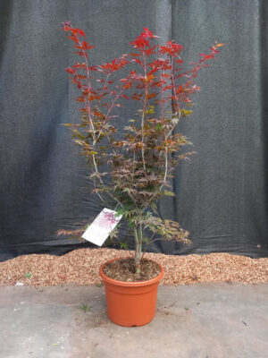 Acer palmatum 'Atropurpureum'