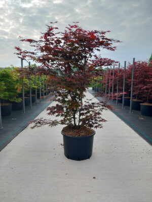 Acer palmatum 'Atropurpureum'