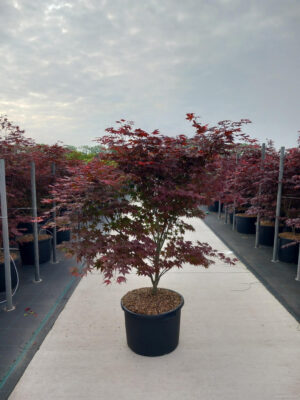 Acer palmatum 'Atropurpureum'