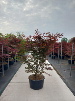 Acer palmatum 'Atropurpureum'