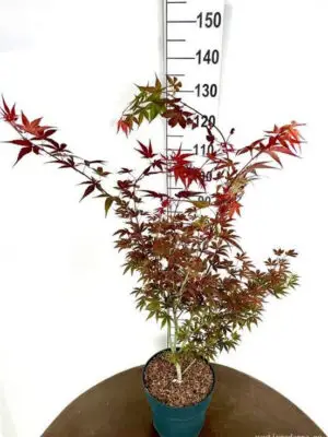 Acer palmatum 'Atropurpureum' - Vaxtinredarna.se