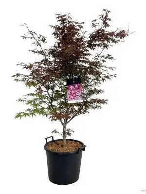 Acer palmatum 'Atropurpureum' - Vaxtinredarna.se
