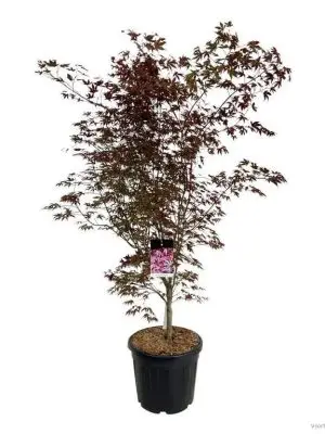 Acer palmatum 'Atropurpureum'
