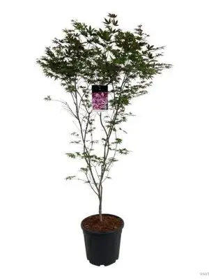 Acer palmatum 'Atropurpureum'