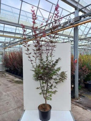 Acer palmatum 'Bloodgood' - Vaxtinredarna.se