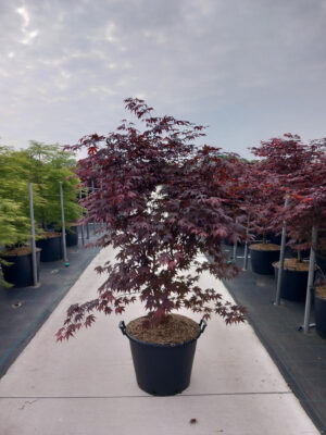Acer palmatum 'Bloodgood'