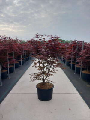 Acer palmatum 'Bloodgood'