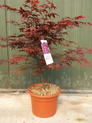Acer palmatum 'Bloodgood'