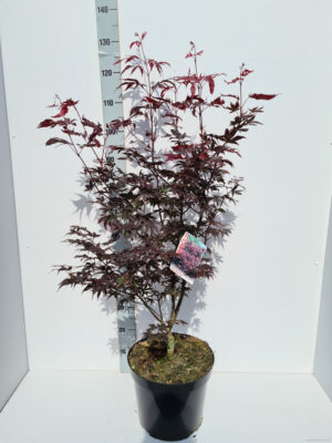 Acer palmatum 'Bloodgood'